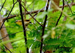 Basileuterus rufifrons