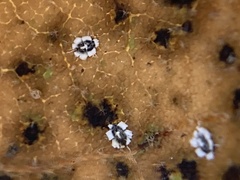 Aleuroplatus coronata