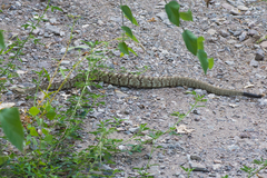 Crotalus ornatus