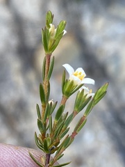 Lachnaea gracilis