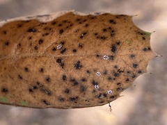 Aleuroplatus coronata