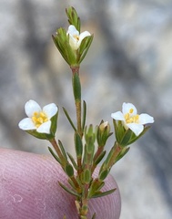 Lachnaea gracilis