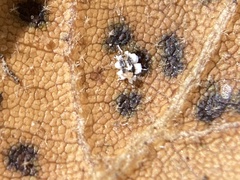 Aleuroplatus coronata