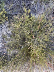 Lachnaea gracilis