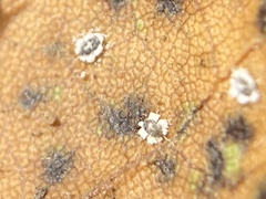 Aleuroplatus coronata