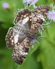 Chiomara georgina