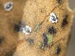 Aleuroplatus coronata