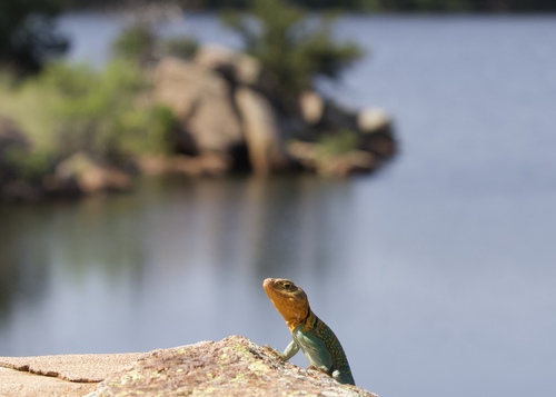 Collared Lizard, Crotaphytus collaris