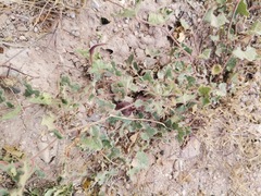 Aristolochia wrightii