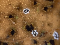 Aleuroplatus coronata