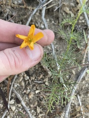 Kallstroemia peninsularis