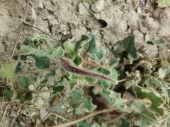 Aristolochia wrightii