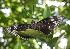 Dichorragia nesimachus