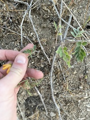 Kallstroemia peninsularis