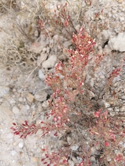 Megacorax gracielanus