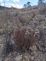 Megacorax gracielanus