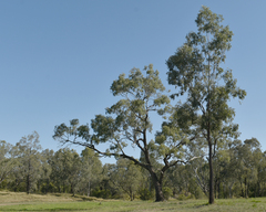 Eucalyptus coolabah