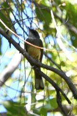 Rhipidura rufiventris