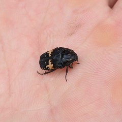 Coleoptera
