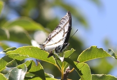 Polyura eudamippus