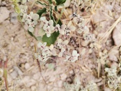 Tidestromia lanuginosa