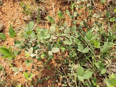 Cajanus scarabaeoides