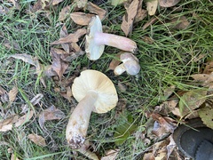 Russula xerampelina