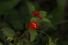 Lantana horrida