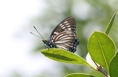 Euripus nyctelius
