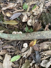 Hexagonia tenuis