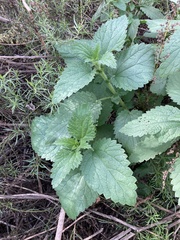 Hesperocnide tenella