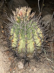 Ferocactus townsendianus