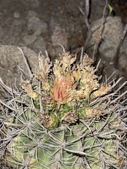 Ferocactus townsendianus