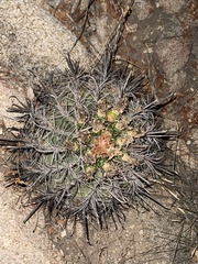 Ferocactus townsendianus