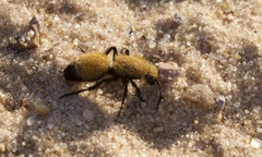 Dasymutilla bioculata