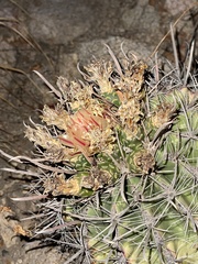 Ferocactus townsendianus
