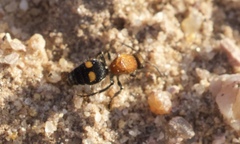 Dasymutilla quadriguttata