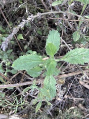 Verbena lasiostachys