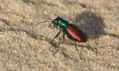 Cicindela scutellaris