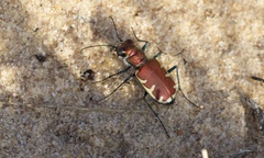 Cicindela formosa