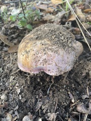 Cortinarius lilacinocolossus