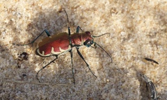 Cicindela formosa