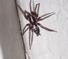 Herpyllus ecclesiasticus