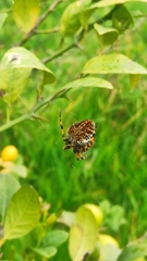 Neoscona orizabensis