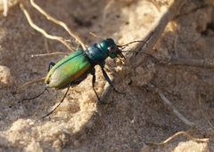 Cicindela scutellaris