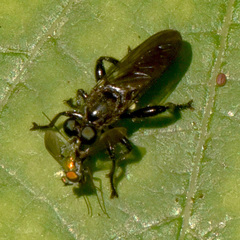 Laphria canis