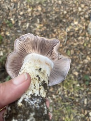 Cortinarius lilacinocolossus