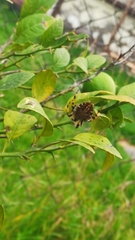 Neoscona orizabensis