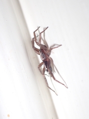 Herpyllus ecclesiasticus