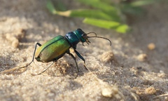 Cicindela scutellaris